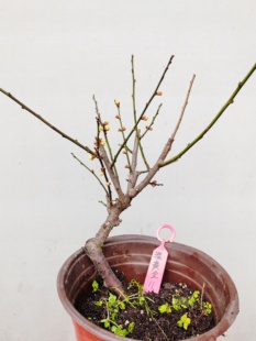 【湖西梅园】11梅接淡黄金梅花五年老桩熟桩精品黄香盆栽一物一拍