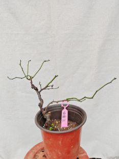 【湖西梅园】30原生龙游梅花扦插三年苗盆养熟桩精品一物一拍