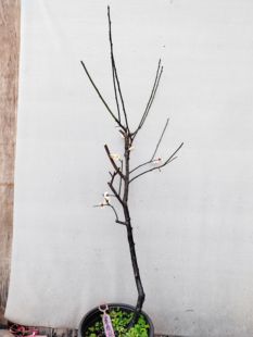 【湖西梅园】36原生素白台阁梅扦插五年老桩熟桩高杆精品一物一拍