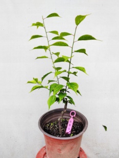 【湖西梅园】26梅接梅花山正版别角晚水梅三年苗盆栽熟桩一物一拍