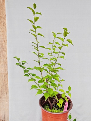 【湖西梅园】9原生骨里红梅花扦插四年苗盆栽熟桩精品一物一拍