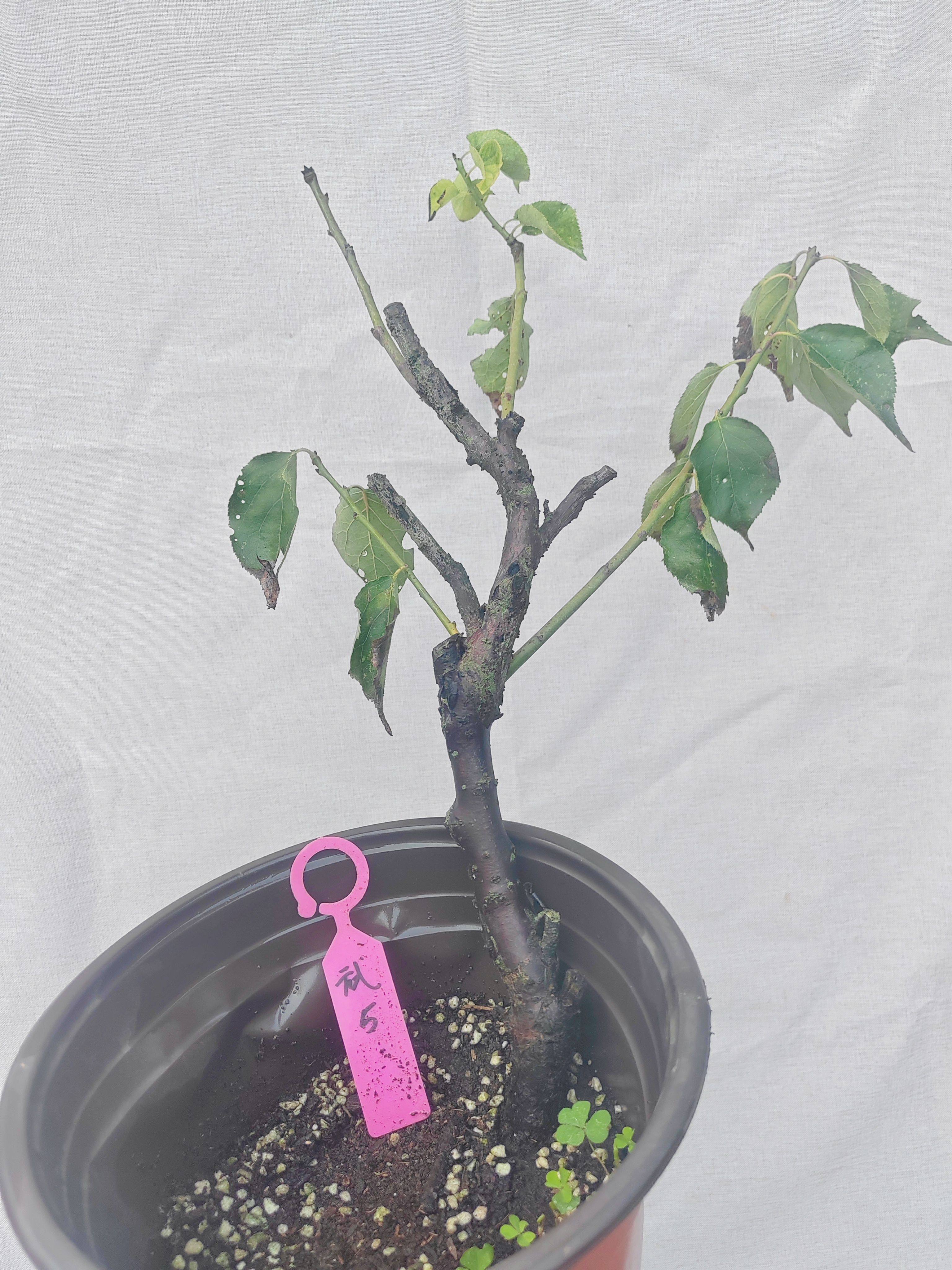 【湖西梅园】5梅接武藏野梅花五年老桩盆养熟桩精品一物一拍