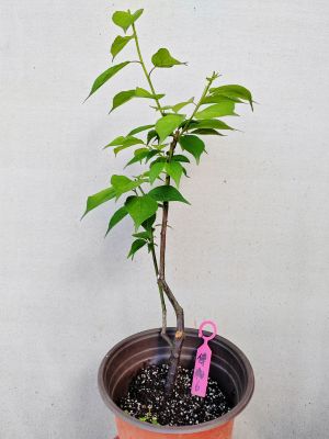 【湖西梅园每日特价】6原生傅粉梅扦插四年老桩熟桩精品一物一拍