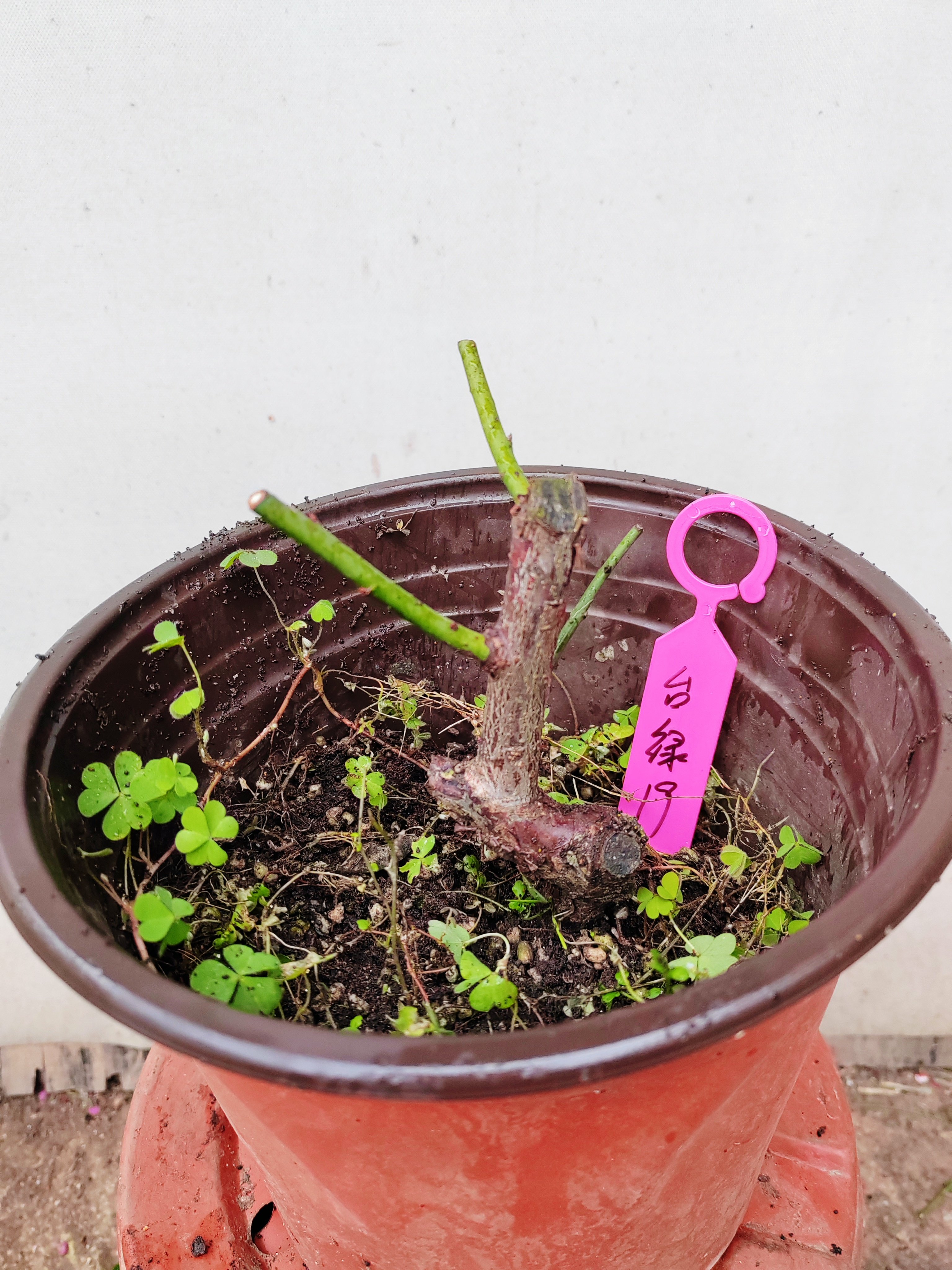 【湖西梅园】19原生台阁绿萼梅花扦插三年苗盆养熟桩一物一拍,鲜花速递/花卉仿真/绿植园艺,时令草本花卉,淘宝优惠券,粉丝福利购,淘宝优惠卷