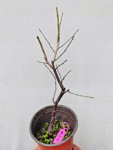 【湖西梅园】16原生黄山玉蝶梅扦插四年老桩盆栽熟桩一物一拍