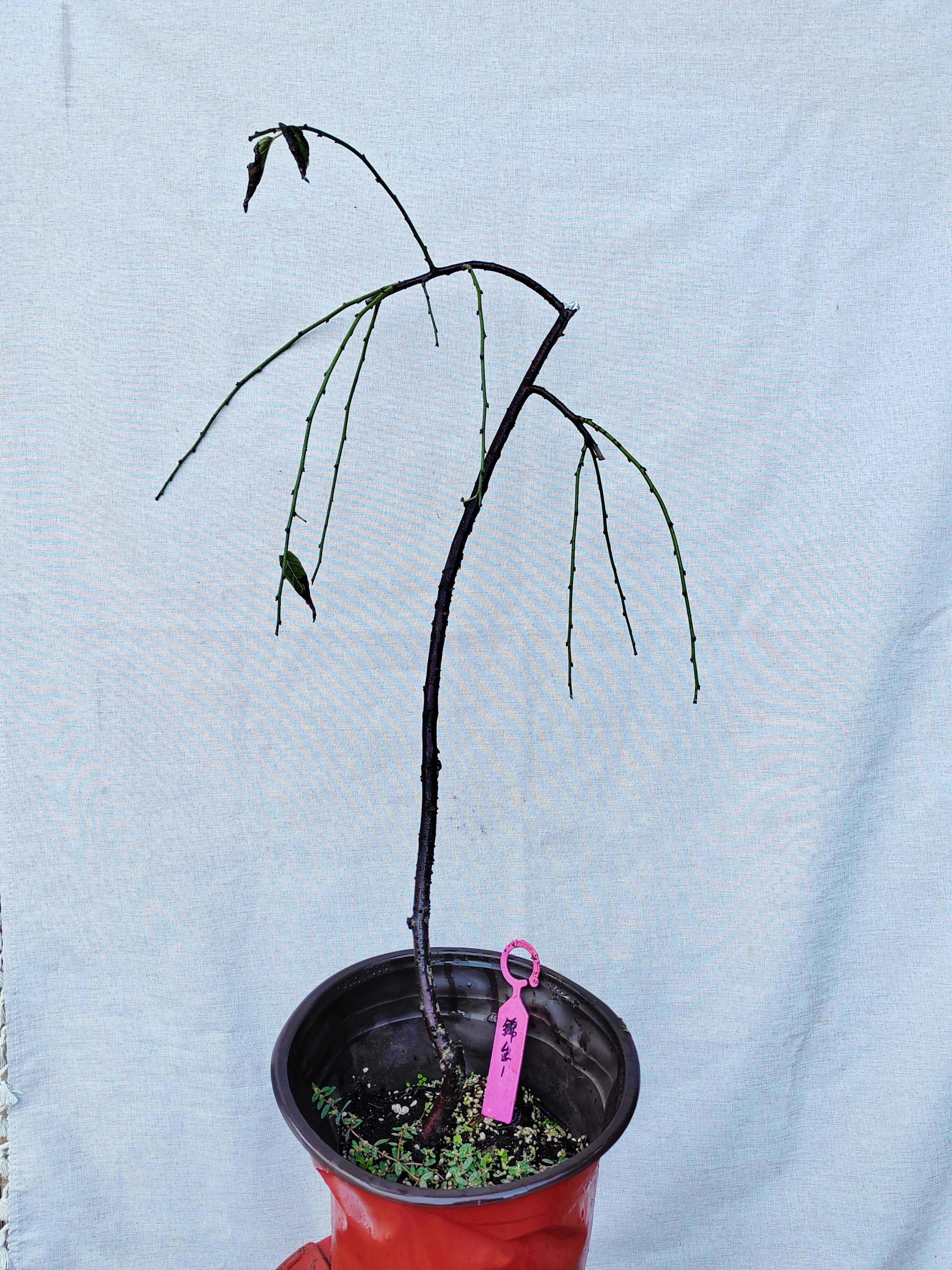 【湖西梅园】1梅接锦生垂枝梅花三年苗熟桩满树花精品一物一拍