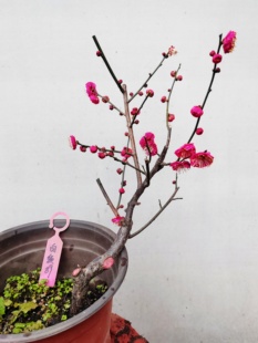 【湖西梅园】89原生白须朱砂梅花扦插五年老桩熟桩精品一物一拍