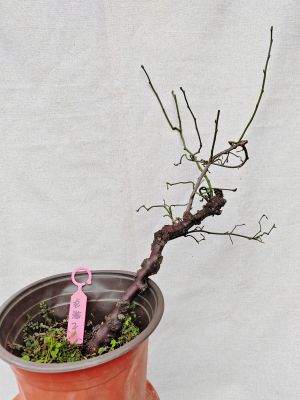 【湖西梅园】2原生龙游梅花扦插五年老桩盆养熟桩精品一物一拍