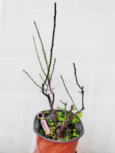 【湖西梅园每日特价】19原生黄山玉蝶梅扦插七年老桩熟桩一物一拍