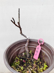 【湖西梅园】6原生白须朱砂梅扦插四年老桩熟桩微盆精品一物一拍