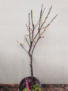 【湖西梅园】9原生雨山玉蝶梅花扦插五年老桩盆养熟桩一物一拍