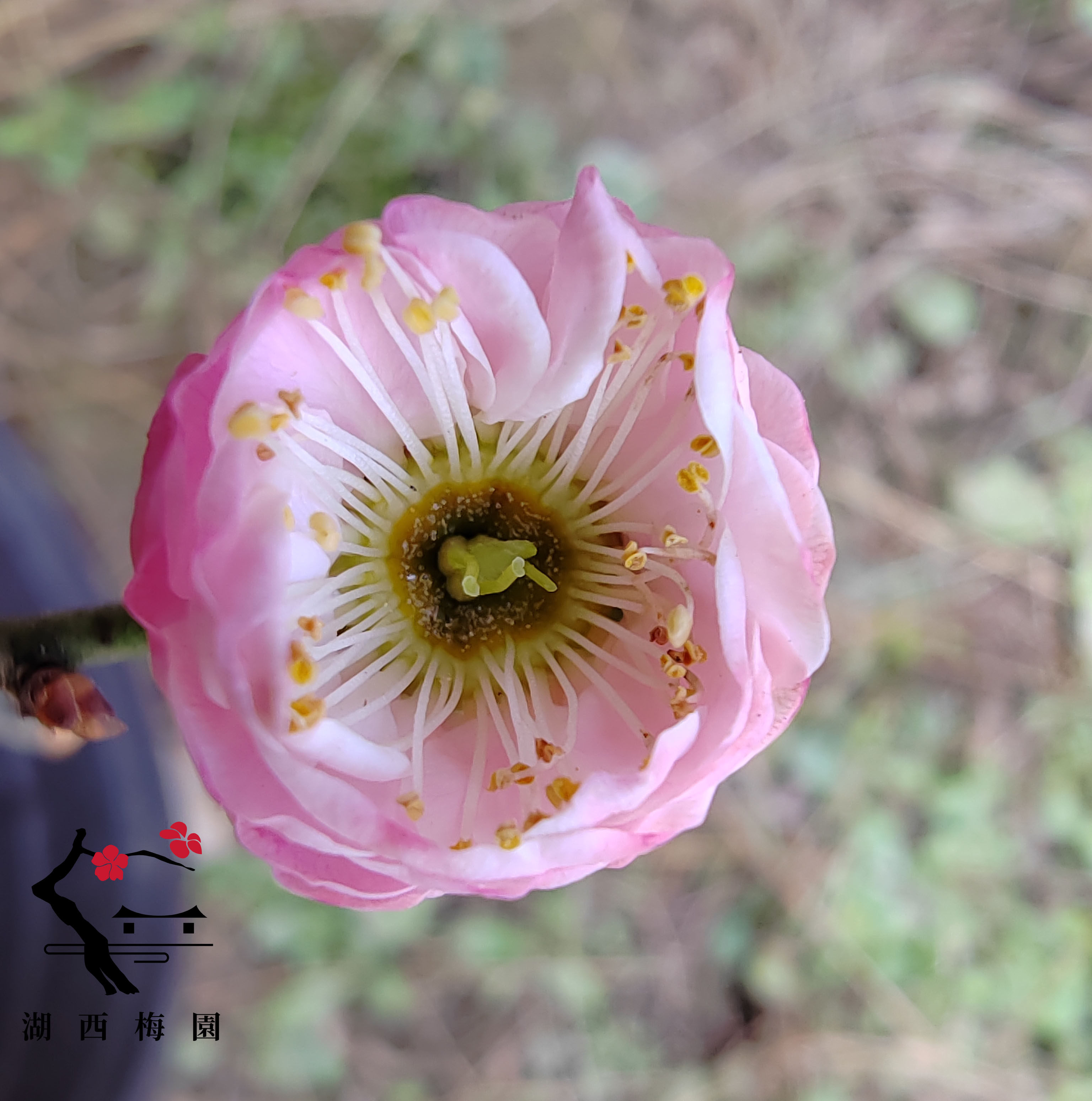 梅香如故】梅接别角晚水梅花山正版两年苗盆养熟桩