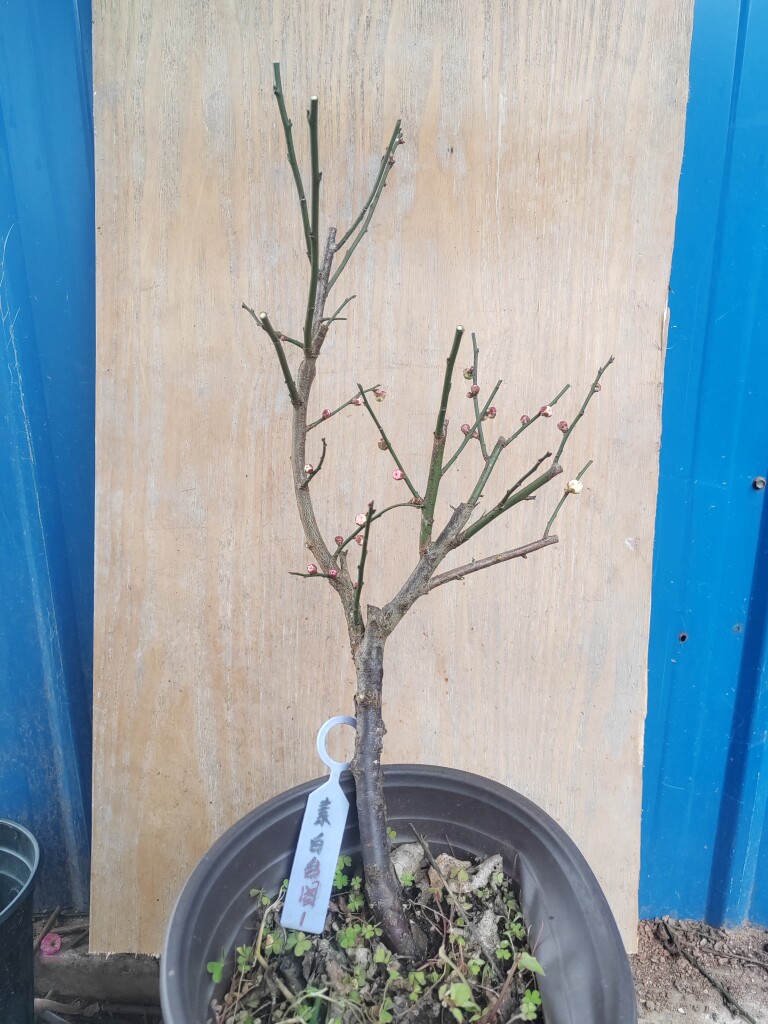 【湖西梅园】1原生素白台阁梅扦插五年老桩熟桩高杆精品一物一拍