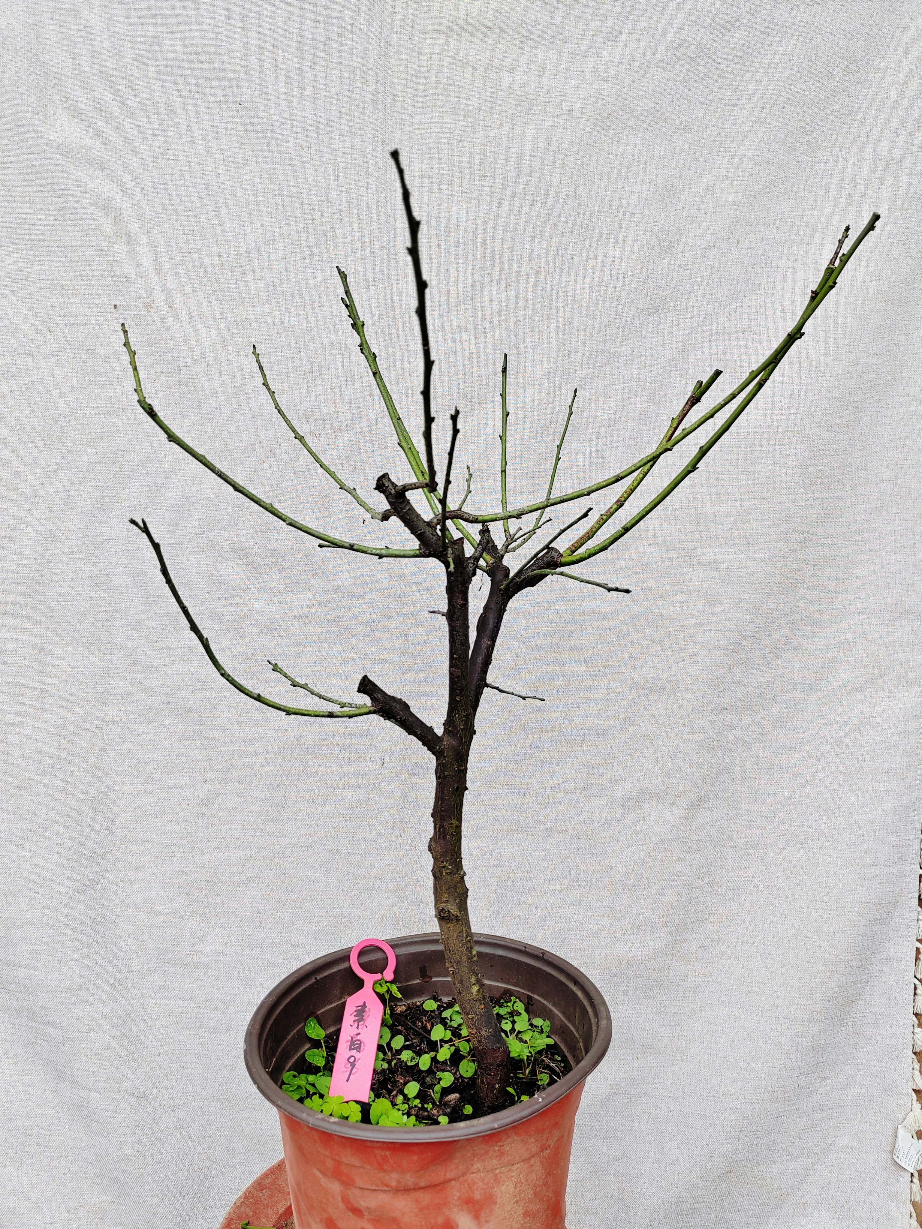 【湖西梅园】9原生素白台阁梅花扦插四年苗盆栽熟桩精品一物一拍