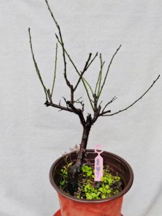 【湖西梅园】9原生复瓣绿萼梅扦插五年老桩盆栽熟桩精品一物一拍