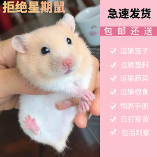 家养小仓鼠活体宠物金丝熊鼠类宠物三线银狐布丁奶茶苍鼠小宠饲养