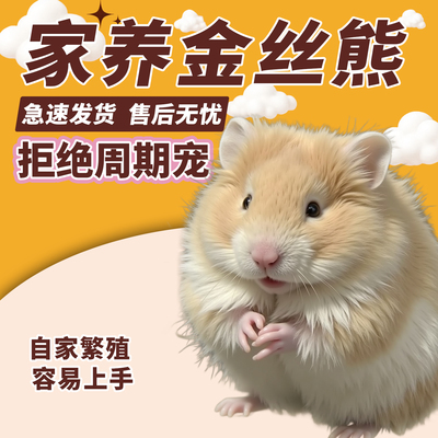 仓鼠家养小宠物仓鼠活物家养金丝熊可爱布丁三线银狐情侣苍鼠宠物