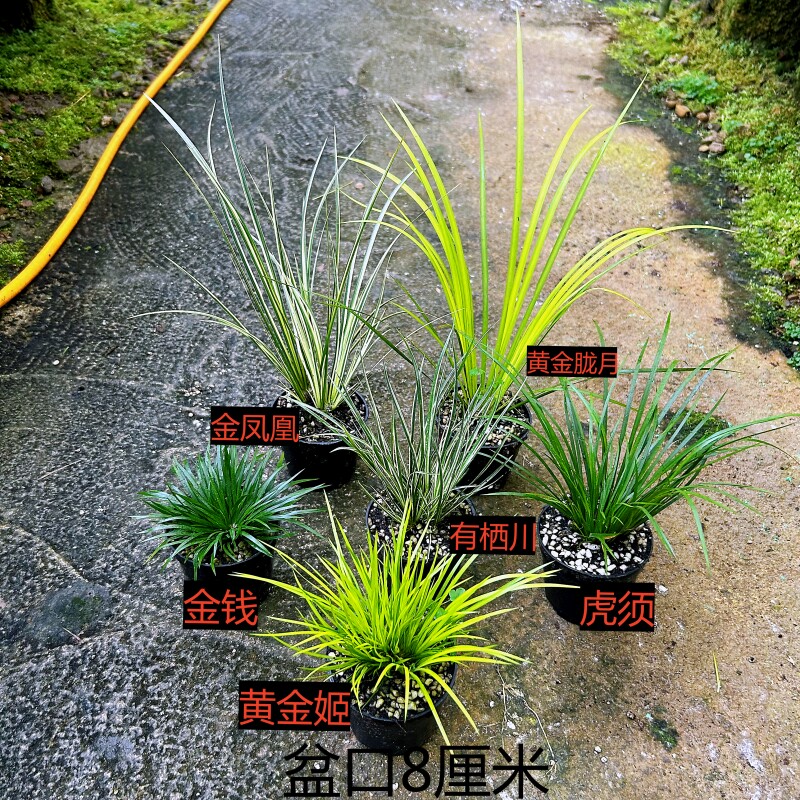 微型盆栽菖蒲草水培附石室内好养