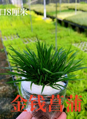 水培附石金钱菖蒲草虎须黄金姬贵船苔室内绿色植物造景微型小盆栽