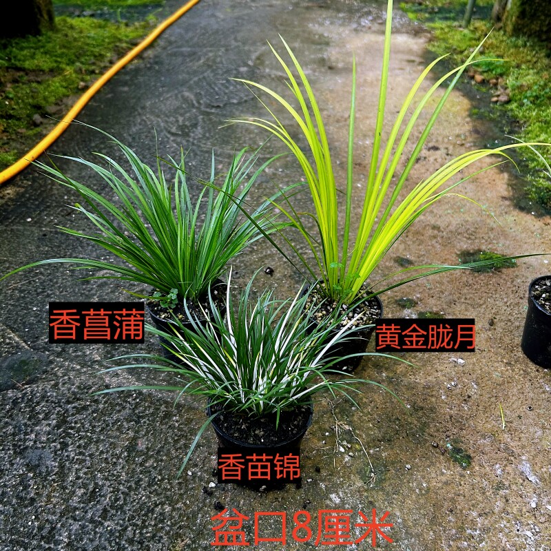 水培附石菖蒲草绿植盆栽室内造景