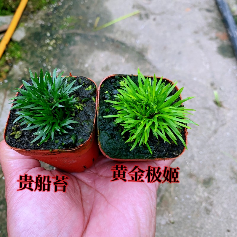 水培微型菖蒲草四季好养室内盆栽