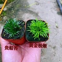 菖蒲草微型盆栽金钱贵船苔黄金姬水培附石室内好养绿植花卉小盆景