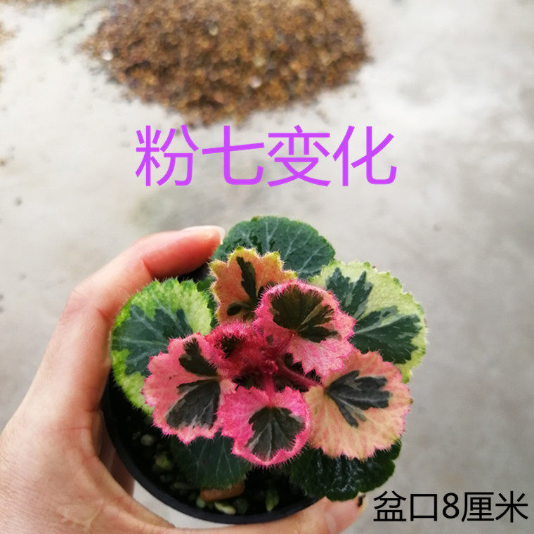 正宗日本姬虎耳七变化御所车铜钱草菖蒲室内好养绿植盆栽花卉包邮
