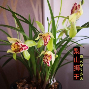 建兰梨山狮王浓香型庭院兰花苗盆栽室内花卉观花客厅好养绿植盆景