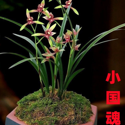 建兰小国魂浓香带花苞室内好养兰