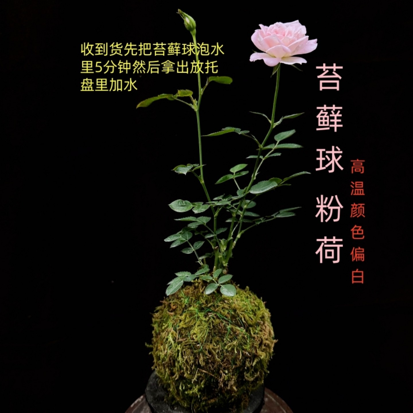 带花苞苔藓球发货水中美人迷你微型月季花苗阳台室内玫瑰常年开花,鲜花速递/花卉仿真/绿植园艺,月季/蔷薇/玫瑰,淘宝优惠券,粉丝福利购,淘宝优惠卷