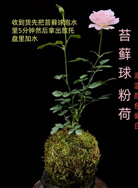 苔藓球迷你月季花苗阳台庭院室内