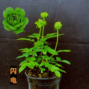 超微闪电月季迷你姬月季玫瑰花苗重瓣灌木植物阳台常年开花小盆栽