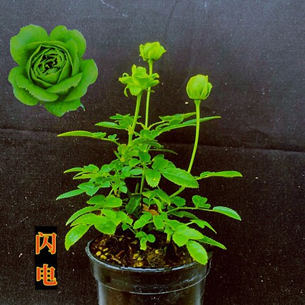 超微闪电月季迷你姬月季玫瑰花苗重瓣灌木植物阳台常年开花小盆栽