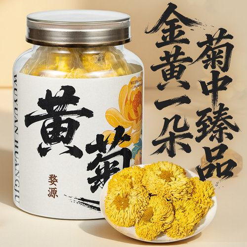 五虎黄菊花茶正品大朵一朵一杯