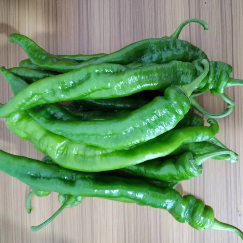 靖远新鲜辣椒甘肃白银陇椒线椒现摘现发微辣虎皮辣椒茄辣西3斤包