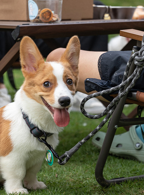 柯曼遛狗神器宠物栓桩地钉户外狗绳露营耐磨耐脏可自由活动不勒脖