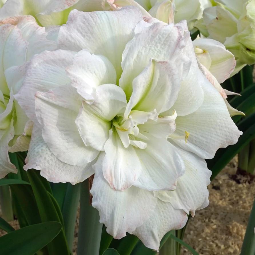 北极美人荷兰花园艺朱顶红