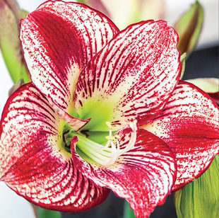 现货 弗拉门戈皇后 秘鲁进口朱顶红种球 荷兰花园艺