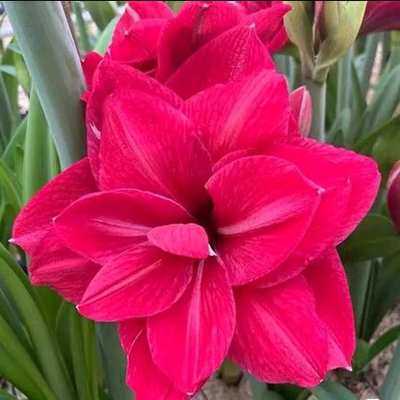 粉色交响曲进口朱顶红荷兰花园艺