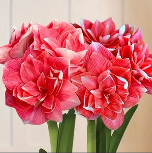 现货 多年生 荷兰花园艺满268元 赠盲盒 荷兰进口朱顶红种球