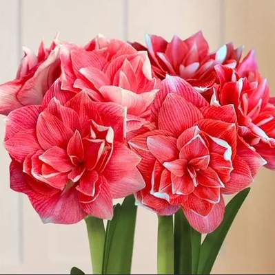 现货 荷兰进口朱顶红种球 多年生 荷兰花园艺满268元赠盲盒