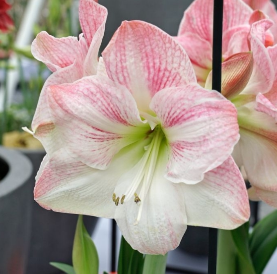 现货 樱花 秘鲁进口朱顶红种球 荷兰花园艺 满268元送盲盒