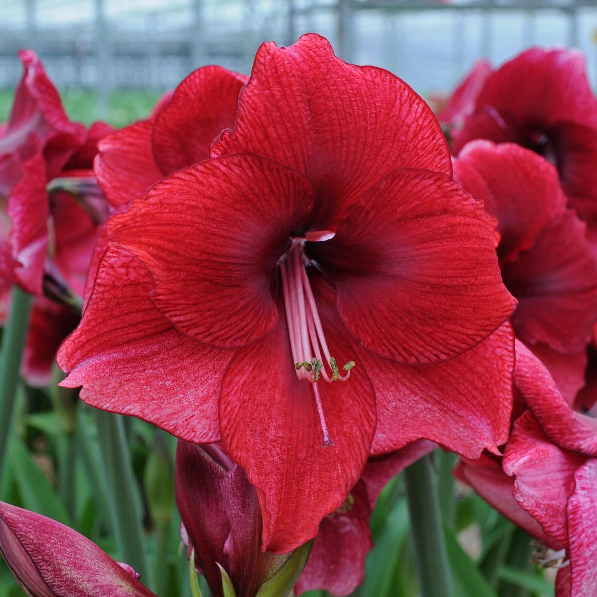 达芙妮荷兰花园艺朱顶红