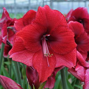 荷兰花园艺满268元 荷兰进口朱顶红种球 赠盲盒 达芙妮 现货