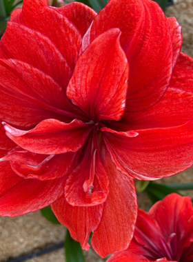 现货 HW-6952 荷兰进口重瓣朱顶红种球 荷兰花园艺