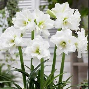 现货 阿拉斯加 秘鲁进口重瓣朱顶红种球 荷兰花园艺