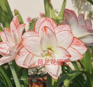 现货 蒂卡之星/迪卡之星 秘鲁朱顶红种球 荷兰花园艺