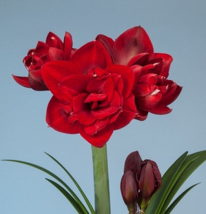 现货 红色交响曲 秘鲁进口朱顶红 荷兰花园艺 满268元赠盲盒