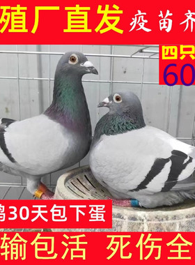 可繁殖60元四只产蛋种鸽