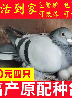 60元四只到家下蛋产蛋鸽